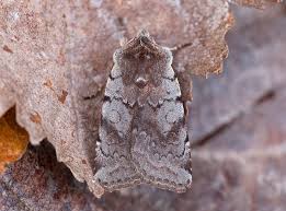 Attēlu rezultāti vaicājumam “Cerastis rubricosa”