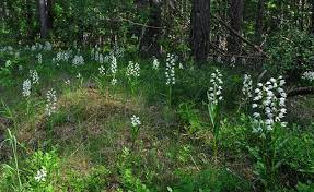 Attēlu rezultāti vaicājumam “Cephalanthera longifolia”
