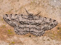 Attēlu rezultāti vaicājumam “Hypomecis roboraria”