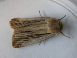 Attēlu rezultāti vaicājumam “Leucania comma”