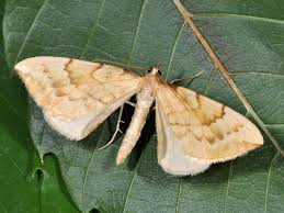 Attēlu rezultāti vaicājumam “Eulithis pyraliata”