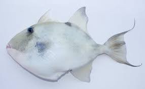 Image result for Balistes capriscus