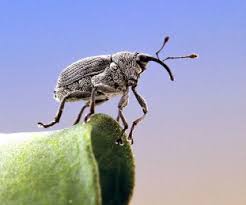 Attēlu rezultāti vaicājumam “Rhynchaenus lonicerae”