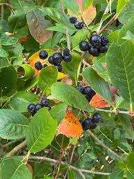 Attēlu rezultāti vaicājumam “Aronia melanocarpa bud”