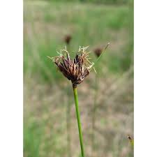 Attēlu rezultāti vaicājumam “Schoenus ferrugineus”