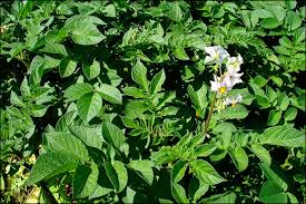 Attēlu rezultāti vaicājumam “Solanum tuberosum leaf”