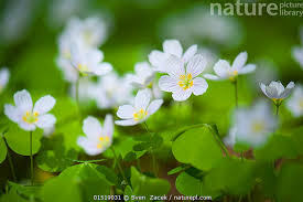 Attēlu rezultāti vaicājumam “Oxalis acetosella flower”