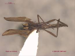 Attēlu rezultāti vaicājumam “Empis sp.”