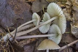Attēlu rezultāti vaicājumam “Mycena abramsii”