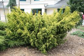 Attēlu rezultāti vaicājumam “Juniperus chinensis”
