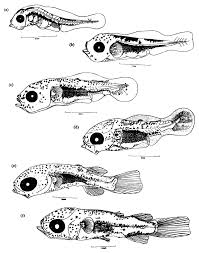 Image result for Mugil liza