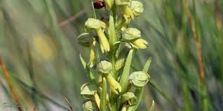 Attēlu rezultāti vaicājumam “Coeloglossum viride flower”