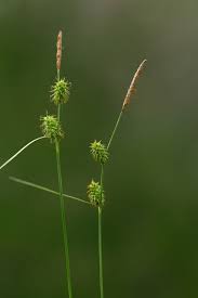 Attēlu rezultāti vaicājumam “Carex lepidocarpa”