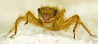 Attēlu rezultāti vaicājumam “Libellula quadrimaculata exuvia”