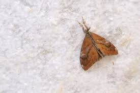 Attēlu rezultāti vaicājumam “Lymantriidae”