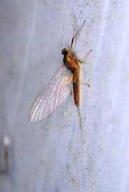 Attēlu rezultāti vaicājumam “Siphlonurus”