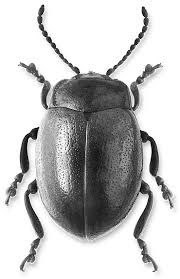 Attēlu rezultāti vaicājumam “Chrysolina staphylaea”