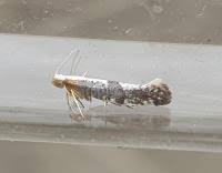 Attēlu rezultāti vaicājumam “Argyresthia spinosella”