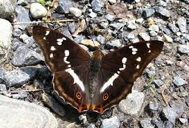 Attēlu rezultāti vaicājumam “Apatura iris male”