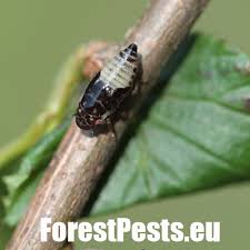 Attēlu rezultāti vaicājumam “Aphrophora salicina”