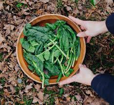 Image result for Spinat