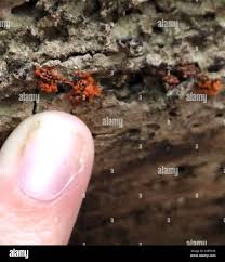 Attēlu rezultāti vaicājumam “Metatrichia vesparia”