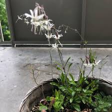 Attēlu rezultāti vaicājumam “Silene tatarica bud”