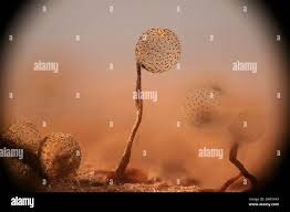 Attēlu rezultāti vaicājumam “Cribraria intricata spores”