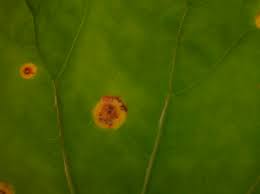 Attēlu rezultāti vaicājumam “Puccinia poarum”