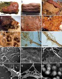 Attēlu rezultāti vaicājumam “Amaurochaete atra young”