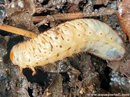 Attēlu rezultāti vaicājumam “Oryctes nasicornis larva”