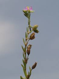 Attēlu rezultāti vaicājumam “Spergularia marina bud”