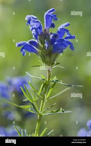Attēlu rezultāti vaicājumam “Dracocephalum ruyschiana leaf”