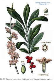 Attēlu rezultāti vaicājumam “Daphne mezereum fruit”