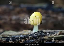 Attēlu rezultāti vaicājumam “Bolbitius vitellinus”