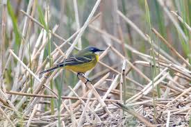 Attēlu rezultāti vaicājumam “Motacilla flava flava adult”