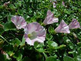 Attēlu rezultāti vaicājumam “Calystegia inflata flower”