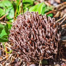 Attēlu rezultāti vaicājumam “Thelephora palmata”