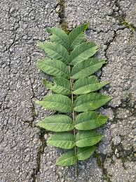 Attēlu rezultāti vaicājumam “Juglans cinerea leaf”