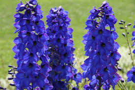 Image result for Rittersporn