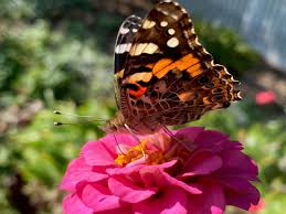 Attēlu rezultāti vaicājumam “Vanessa cardui”