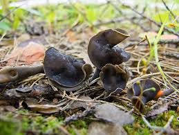 Attēlu rezultāti vaicājumam “Helvella atra”