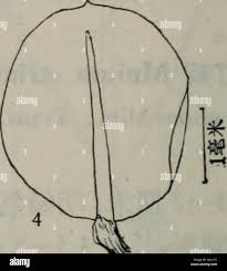 Attēlu rezultāti vaicājumam “Cinclidium stygium”