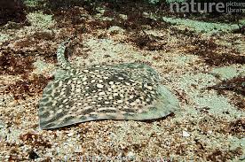 Image result for Raja clavata