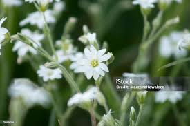 Attēlu rezultāti vaicājumam “Cerastium arvense”