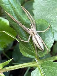 Attēlu rezultāti vaicājumam “Tibellus oblongus”