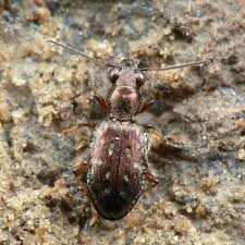 Attēlu rezultāti vaicājumam “Asaphidion pallipes”