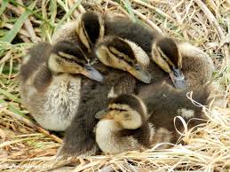 Attēlu rezultāti vaicājumam “Anas platyrhynchos juvenile”