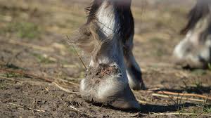 Image result for "proud flesh"