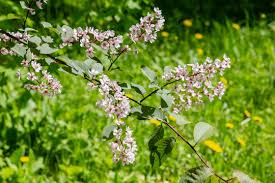 Attēlu rezultāti vaicājumam “Padus avium flower”